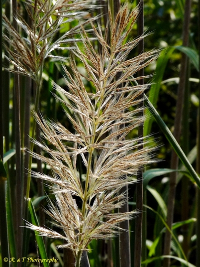 {Saccharum giganteum}